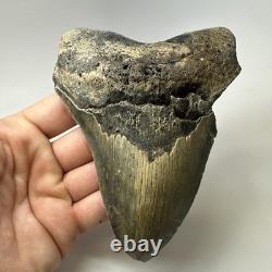 Megalodon Shark Tooth 5.61 Inch Huge Authentic Fossil Real Teeth 19992
