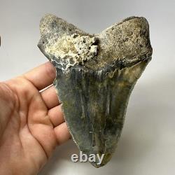 Megalodon Shark Tooth 5.61 Inch Huge Authentic Fossil Real Teeth 19992