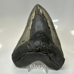 Megalodon Shark Tooth 5.61 Inch Massive Beautiful Fossil Authentic 20415