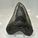 Megalodon Shark Tooth 5.61 Inch Massive Beautiful Fossil Authentic 20415