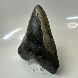 Megalodon Shark Tooth 5.61 Inch Massive Beautiful Fossil Authentic 20415