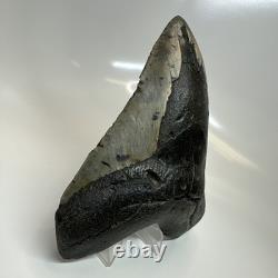 Megalodon Shark Tooth 5.61 Inch Massive Beautiful Fossil Authentic 20415