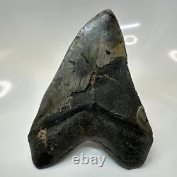 Megalodon Shark Tooth 5.61 Inch Massive Beautiful Fossil Authentic 20415
