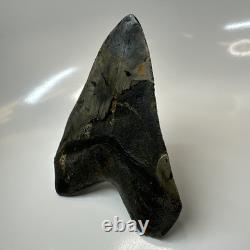 Megalodon Shark Tooth 5.61 Inch Massive Beautiful Fossil Authentic 20415