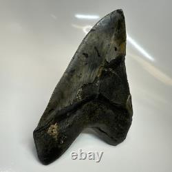 Megalodon Shark Tooth 5.61 Inch Massive Beautiful Fossil Authentic 20415