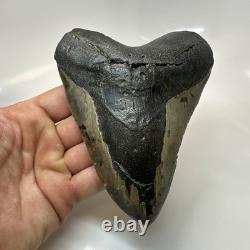 Megalodon Shark Tooth 5.61 Inch Massive Beautiful Fossil Authentic 20415