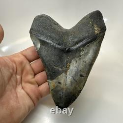Megalodon Shark Tooth 5.61 Inch Massive Beautiful Fossil Authentic 20415