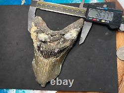 Megalodon Shark Tooth 5.625 INSANE SERRATED PATHO. WORLD CLASS SEE VIDEO