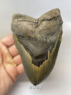 Megalodon Shark Tooth 5.62 Big Natural Fossil Unique Shape 11960