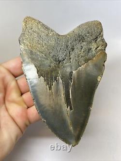 Megalodon Shark Tooth 5.62 Big Natural Fossil Unique Shape 11960