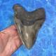 Megalodon Shark Tooth 5.62 Huge Teeth Meg Scuba Diver Direct Fossil Nc 9419