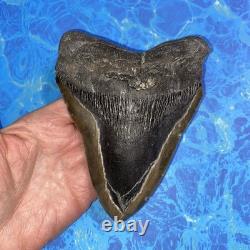 Megalodon Shark Tooth 5.62 Huge Teeth Meg Scuba Diver Direct Fossil Nc 9419