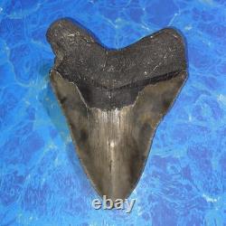 Megalodon Shark Tooth 5.62 Huge Teeth Meg Scuba Diver Direct Fossil Nc 9419