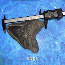 Megalodon Shark Tooth 5.62 Huge Teeth Meg Scuba Diver Direct Fossil Nc 9419
