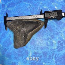 Megalodon Shark Tooth 5.62 Huge Teeth Meg Scuba Diver Direct Fossil Nc 9419