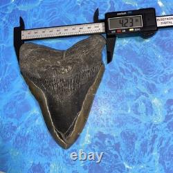 Megalodon Shark Tooth 5.62 Huge Teeth Meg Scuba Diver Direct Fossil Nc 9419