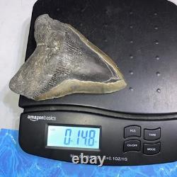 Megalodon Shark Tooth 5.62 Huge Teeth Meg Scuba Diver Direct Fossil Nc 9419