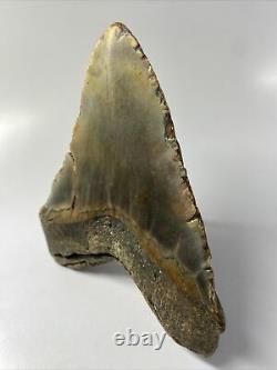 Megalodon Shark Tooth 5.62 Orange Huge Fossil Authentic 9664
