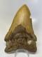 Megalodon Shark Tooth 5.62 Inch Orange Huge Fossil Authentic Real 14483