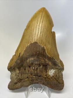 Megalodon Shark Tooth 5.62 inch Orange Huge Fossil Authentic Real 14483