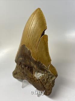 Megalodon Shark Tooth 5.62 inch Orange Huge Fossil Authentic Real 14483