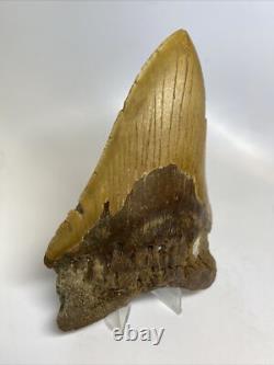 Megalodon Shark Tooth 5.62 inch Orange Huge Fossil Authentic Real 14483