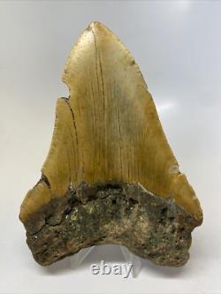 Megalodon Shark Tooth 5.62 inch Orange Huge Fossil Authentic Real 14483