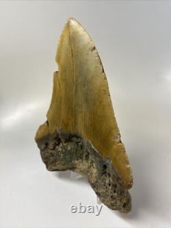 Megalodon Shark Tooth 5.62 inch Orange Huge Fossil Authentic Real 14483