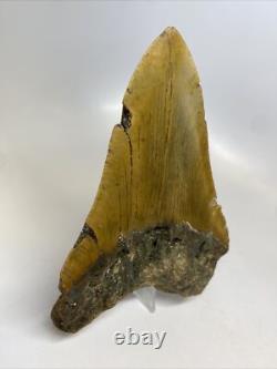 Megalodon Shark Tooth 5.62 inch Orange Huge Fossil Authentic Real 14483