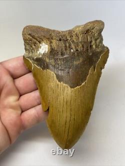 Megalodon Shark Tooth 5.62 inch Orange Huge Fossil Authentic Real 14483