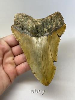 Megalodon Shark Tooth 5.62 inch Orange Huge Fossil Authentic Real 14483