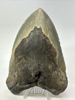 Megalodon Shark Tooth 5.62 inch Unique Shape Large Fossil Authentic 18765
