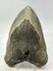 Megalodon Shark Tooth 5.62 Inch Unique Shape Large Fossil Authentic 18765