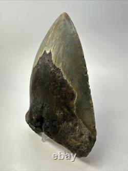 Megalodon Shark Tooth 5.62 inch Unique Shape Large Fossil Authentic 18765