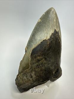 Megalodon Shark Tooth 5.62 inch Unique Shape Large Fossil Authentic 18765