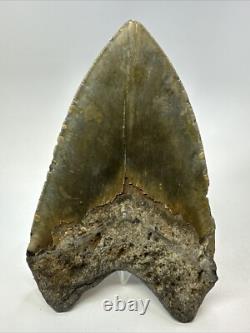 Megalodon Shark Tooth 5.62 inch Unique Shape Large Fossil Authentic 18765
