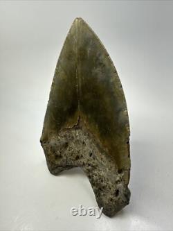 Megalodon Shark Tooth 5.62 inch Unique Shape Large Fossil Authentic 18765