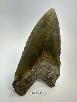 Megalodon Shark Tooth 5.62 inch Unique Shape Large Fossil Authentic 18765