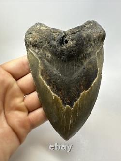 Megalodon Shark Tooth 5.62 inch Unique Shape Large Fossil Authentic 18765