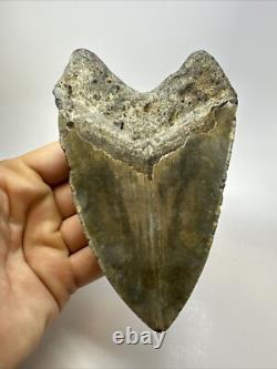 Megalodon Shark Tooth 5.62 inch Unique Shape Large Fossil Authentic 18765