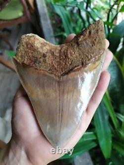 Megalodon Shark Tooth 5.62'' x 4.12'' Huge Upper Indo 348 gr NO REPAIR NO RESTOR