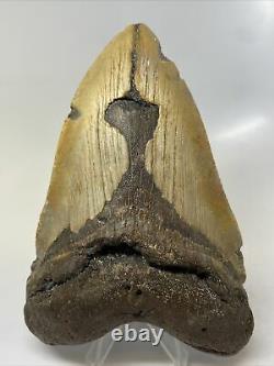 Megalodon Shark Tooth 5.63 Huge Authentic Fossil Natural 11773