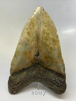 Megalodon Shark Tooth 5.63 Huge Authentic Fossil Natural 11773