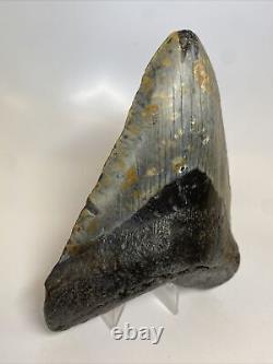 Megalodon Shark Tooth 5.63 Huge Beautiful Fossil Authentic 14013