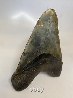 Megalodon Shark Tooth 5.63 Huge Beautiful Fossil Authentic 14013