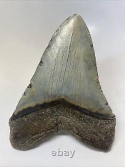 Megalodon Shark Tooth 5.63 Huge Natural Fossil Authentic 14467