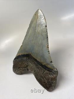 Megalodon Shark Tooth 5.63 Huge Natural Fossil Authentic 14467