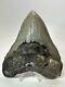 Megalodon Shark Tooth 5.63 Huge Wide Fossil Serrated 18095