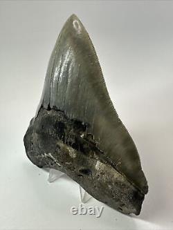 Megalodon Shark Tooth 5.63 Huge Wide Fossil Serrated 18095