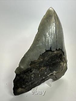 Megalodon Shark Tooth 5.63 Huge Wide Fossil Serrated 18095